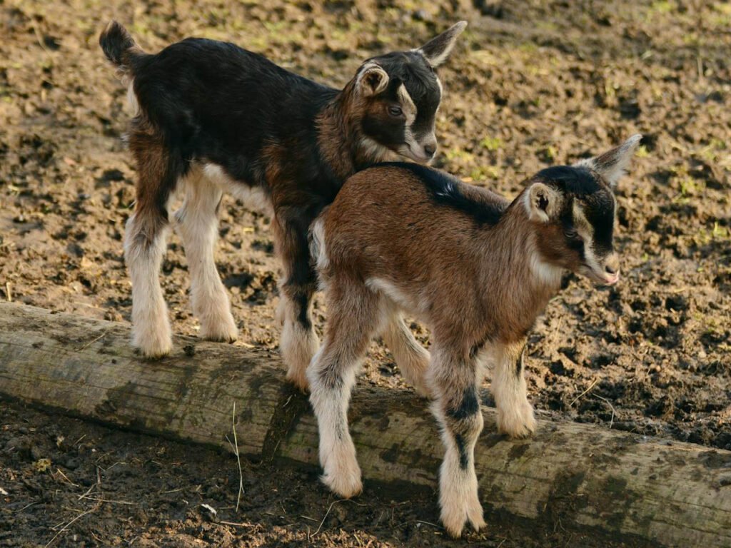 Geitjes