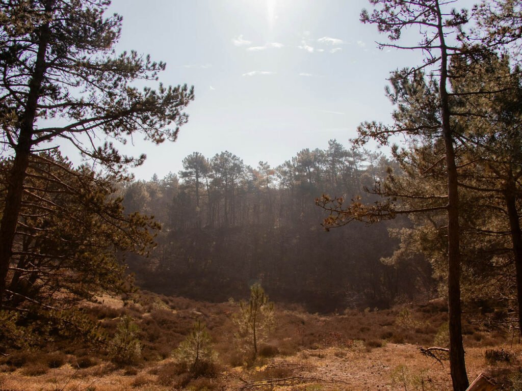 Schoorlse duinen en bos