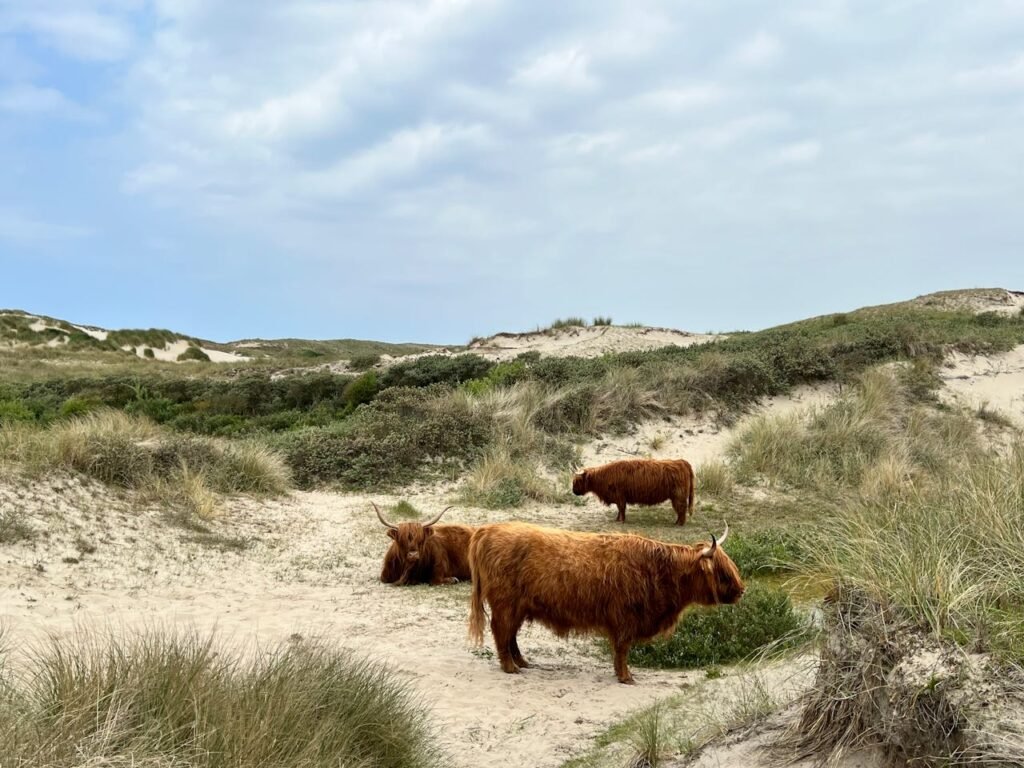 Duinen Egmond aan Zee Egmond Binnen